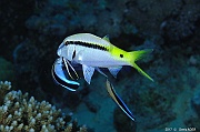 Parupeneus forsskali Surmulet-Labroides-dimidiatus labre nettoyeur Safaga Tobia kebir-12m-20171120-Denis-ADER-DSC_3114_tn